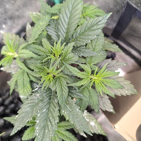 Quinn- Quarter Pounder w/Cheese (84d) 22-28%Sativa 163g wet/36g dry growlog photo: Definitely flowering! ❤️