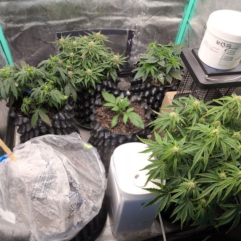 Chrissy -Bruce Banner (78d) 27-33% 60/40S, 215gw/41g dry growlog timeline photo