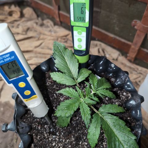 Chrissy -Bruce Banner (78d) 27-33% 60/40S, 215gw/41g dry growlog timeline photo