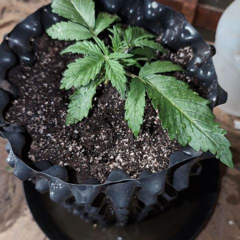 Chrissy -Bruce Banner (78d) 27-33% 60/40S, 215gw/41g dry growlog timeline photo