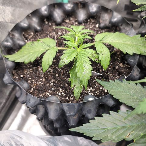 Chrissy -Bruce Banner (78d) 27-33% 60/40S, 215gw/41g dry growlog timeline photo
