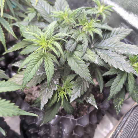 Quinn- Quarter Pounder w/Cheese (84d) 22-28%Sativa 163g wet/36g dry growlog timeline photo