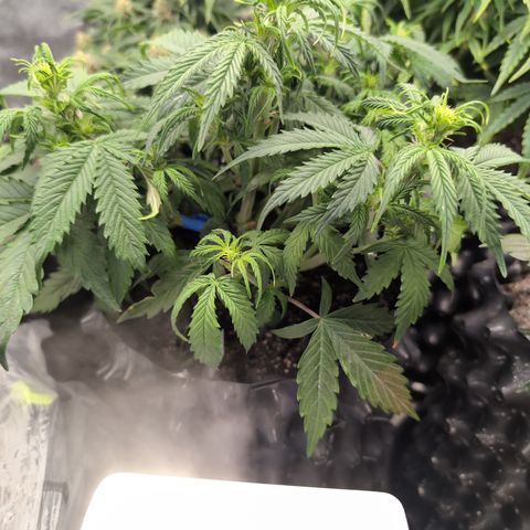 Zelda- Purple Panama Red 17-21%S, (94 days),  287w/60d growlog timeline photo