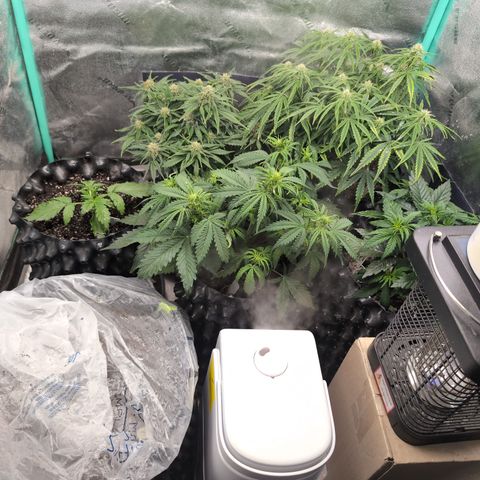 Chrissy -Bruce Banner (78d) 27-33% 60/40S, 215gw/41g dry growlog timeline photo