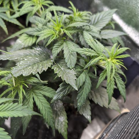 Quinn- Quarter Pounder w/Cheese (84d) 22-28%Sativa 163g wet/36g dry growlog photo: I feel like she got a growth spurt!