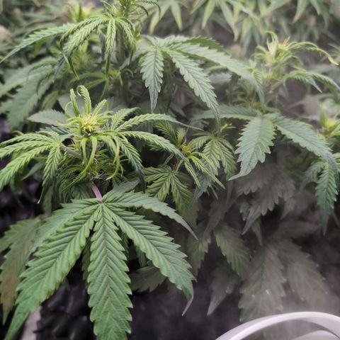 Zelda- Purple Panama Red 17-21%S, (94 days),  287w/60d growlog timeline photo