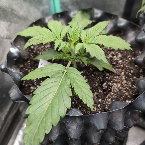 Chrissy -Bruce Banner (78d) 27-33% 60/40S, 215gw/41g dry growlog timeline photo
