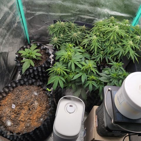Chrissy -Bruce Banner (78d) 27-33% 60/40S, 215gw/41g dry growlog timeline photo