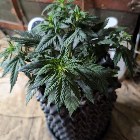 Quinn- Quarter Pounder w/Cheese (84d) 22-28%Sativa 163g wet/36g dry growlog photo: She does need barrettes!
She's on the verge of needing water, so I'll water.