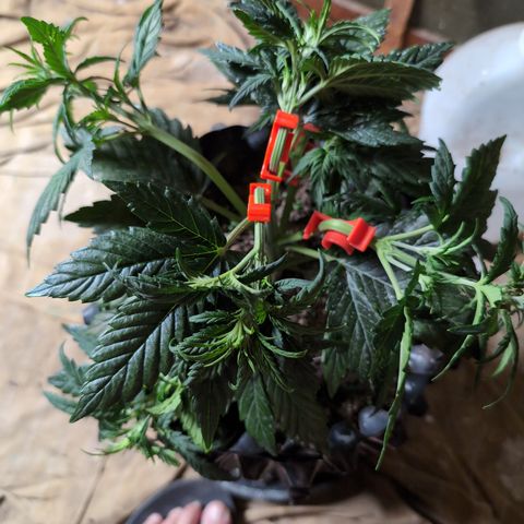 Quinn- Quarter Pounder w/Cheese (84d) 22-28%Sativa 163g wet/36g dry growlog photo: She was very bendy. 😁