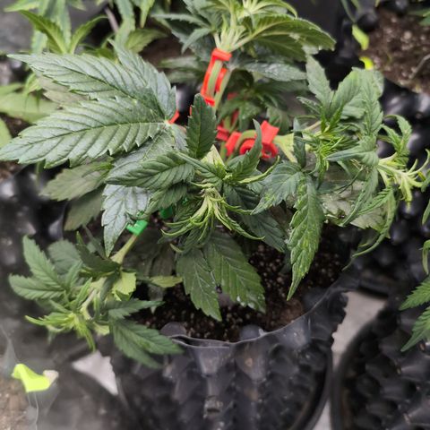 Quinn- Quarter Pounder w/Cheese (84d) 22-28%Sativa 163g wet/36g dry growlog timeline photo