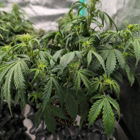 Zelda- Purple Panama Red 17-21%S, (94 days),  287w/60d growlog photo: She's huge!!
