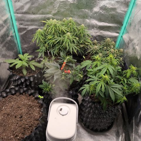 Chrissy -Bruce Banner (78d) 27-33% 60/40S, 215gw/41g dry growlog timeline photo