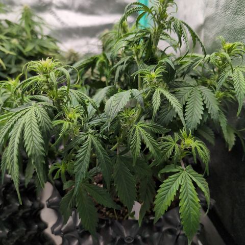 Zelda- Purple Panama Red 17-21%S, (94 days),  287w/60d growlog timeline photo