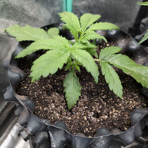 Chrissy -Bruce Banner (78d) 27-33% 60/40S, 215gw/41g dry growlog timeline photo