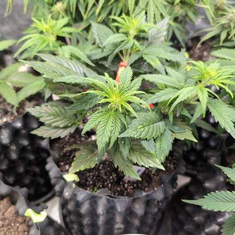 Quinn- Quarter Pounder w/Cheese (84d) 22-28%Sativa 163g wet/36g dry growlog photo: She's looking extra spry! ❤️