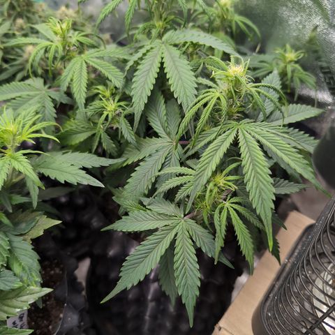 Zelda- Purple Panama Red 17-21%S, (94 days),  287w/60d growlog photo: ❤️