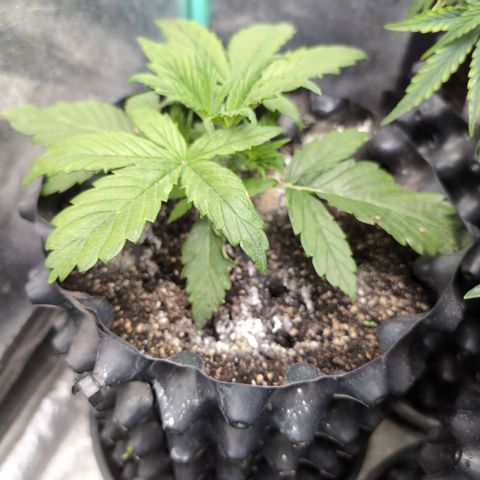 Chrissy -Bruce Banner (78d) 27-33% 60/40S, 215gw/41g dry growlog photo: ❤️