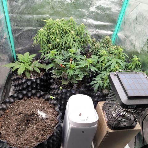 Chrissy -Bruce Banner (78d) 27-33% 60/40S, 215gw/41g dry growlog timeline photo