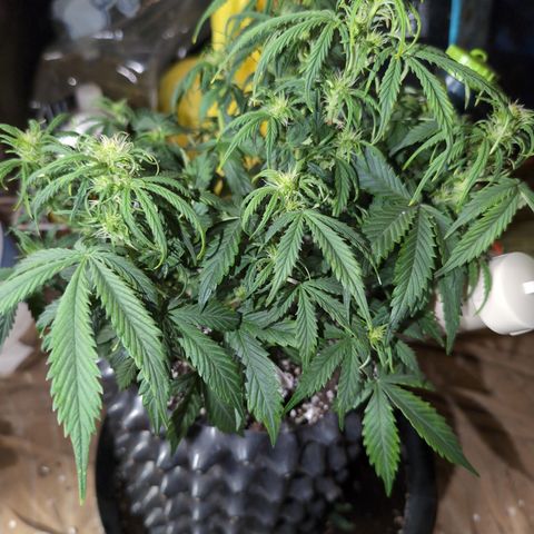 Zelda- Purple Panama Red 17-21%S, (94 days),  287w/60d growlog timeline photo