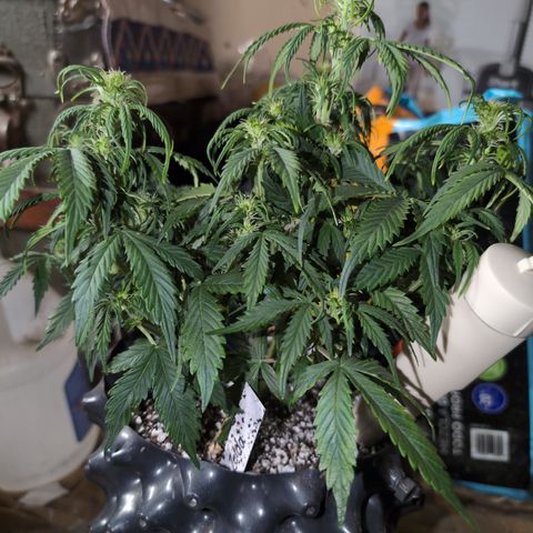 Zelda- Purple Panama Red 17-21%S, (94 days),  287w/60d growlog timeline photo