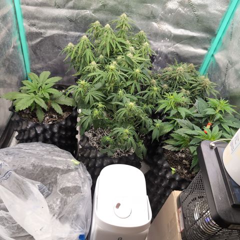 Chrissy -Bruce Banner (78d) 27-33% 60/40S, 215gw/41g dry growlog timeline photo