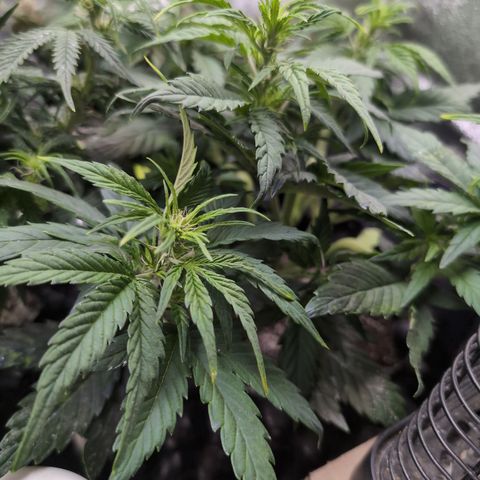 Quinn- Quarter Pounder w/Cheese (84d) 22-28%Sativa 163g wet/36g dry growlog timeline photo