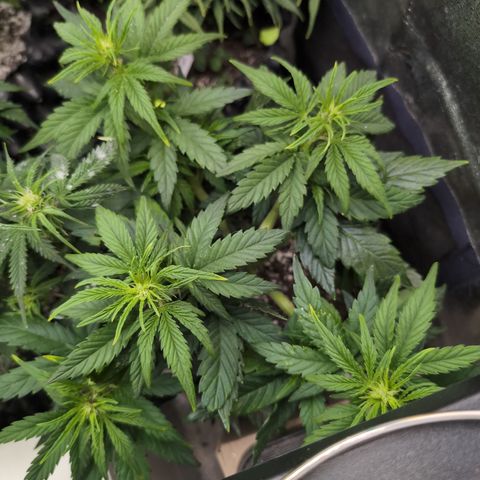 Quinn- Quarter Pounder w/Cheese (84d) 22-28%Sativa 163g wet/36g dry growlog timeline photo