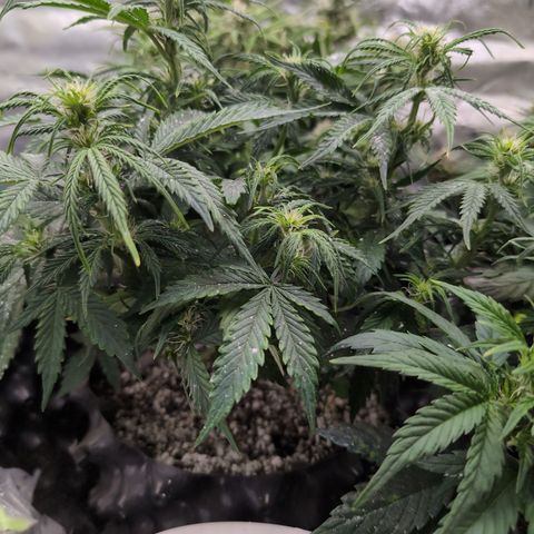 Zelda- Purple Panama Red 17-21%S, (94 days),  287w/60d growlog timeline photo