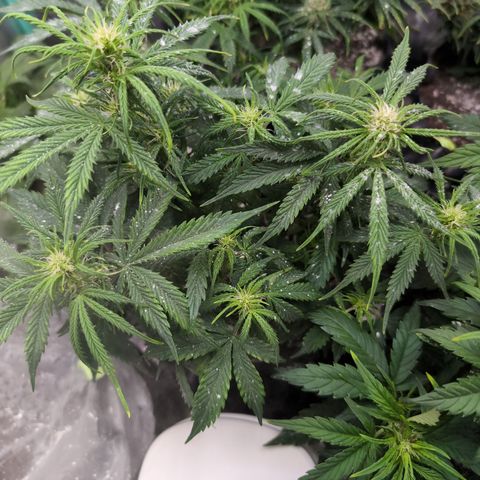 Zelda- Purple Panama Red 17-21%S, (94 days),  287w/60d growlog timeline photo