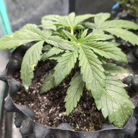 Chrissy -Bruce Banner (78d) 27-33% 60/40S, 215gw/41g dry growlog timeline photo