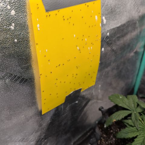 Chrissy -Bruce Banner (78d) 27-33% 60/40S, 215gw/41g dry growlog timeline photo