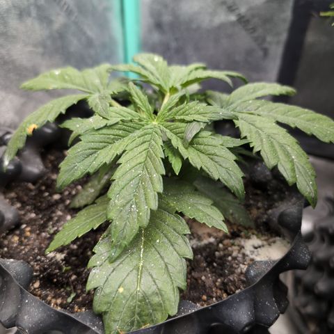 Chrissy -Bruce Banner (78d) 27-33% 60/40S, 215gw/41g dry growlog timeline photo