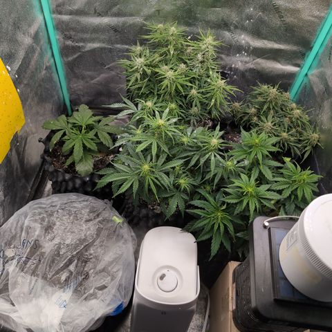 Chrissy -Bruce Banner (78d) 27-33% 60/40S, 215gw/41g dry growlog photo: They look so good!
