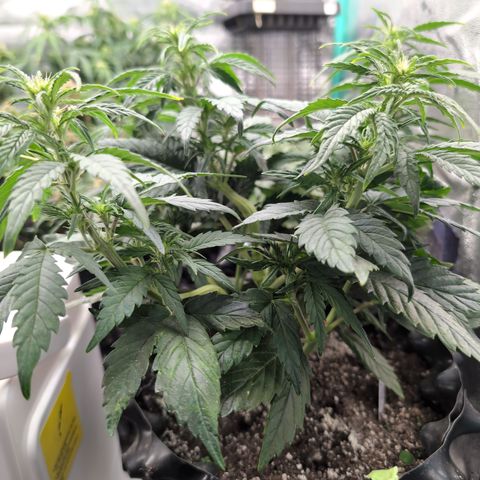 Quinn- Quarter Pounder w/Cheese (84d) 22-28%Sativa 163g wet/36g dry growlog photo: Gorgy!❤️