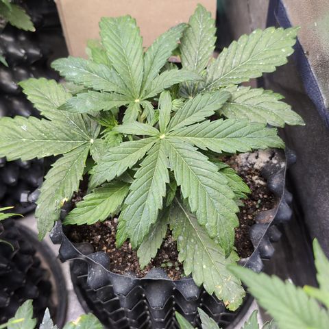 Chrissy -Bruce Banner (78d) 27-33% 60/40S, 215gw/41g dry growlog timeline photo