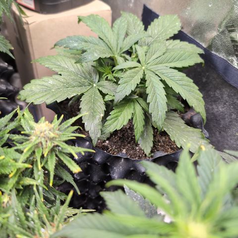 Chrissy -Bruce Banner (78d) 27-33% 60/40S, 215gw/41g dry growlog timeline photo