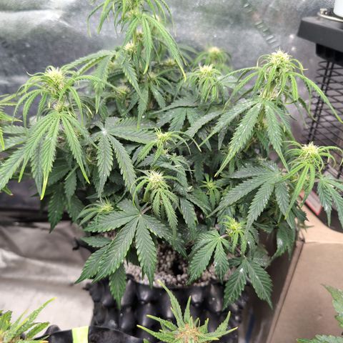 Zelda- Purple Panama Red 17-21%S, (94 days),  287w/60d growlog photo: She's so happy! ❤️