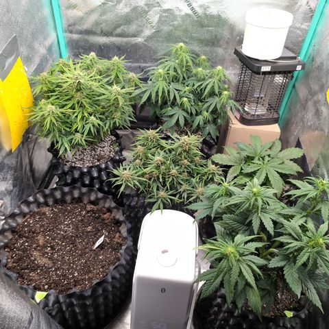 Chrissy -Bruce Banner (78d) 27-33% 60/40S, 215gw/41g dry growlog timeline photo