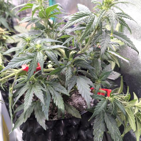 Quinn- Quarter Pounder w/Cheese (84d) 22-28%Sativa 163g wet/36g dry growlog photo: She's amazing!