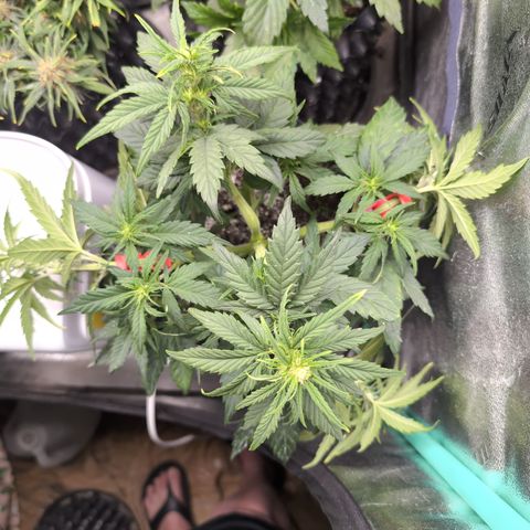 Quinn- Quarter Pounder w/Cheese (84d) 22-28%Sativa 163g wet/36g dry growlog timeline photo