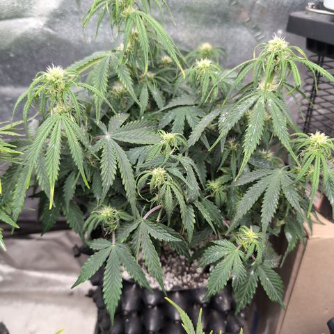 Zelda- Purple Panama Red 17-21%S, (94 days),  287w/60d growlog photo: She's looking droopy, but she's still a bit moist.