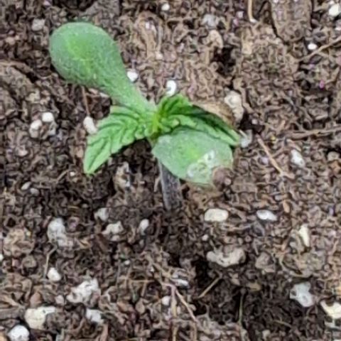 Frannie- BB Fat Bastard (90), Hybrid, 30-38%, 312 wet/57 dry growlog timeline photo