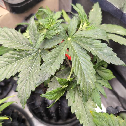 Chrissy -Bruce Banner (78d) 27-33% 60/40S, 215gw/41g dry growlog photo: Her leaves exploded! Ginormous!
So I put barrettes in her hair.