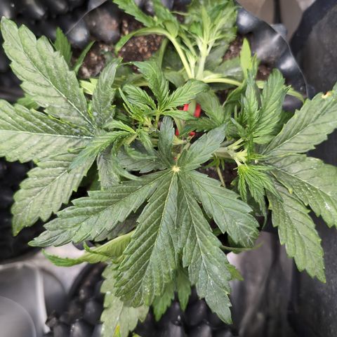 Chrissy -Bruce Banner (78d) 27-33% 60/40S, 215gw/41g dry growlog photo: Her leaves exploded! Ginormous!
So I put barrettes in her hair.