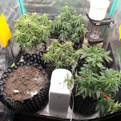Chrissy -Bruce Banner (78d) 27-33% 60/40S, 215gw/41g dry growlog timeline photo