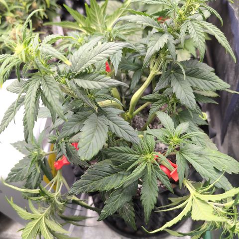 Quinn- Quarter Pounder w/Cheese (84d) 22-28%Sativa 163g wet/36g dry growlog timeline photo