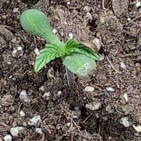 Frannie- BB Fat Bastard (90), Hybrid, 30-38%, 312 wet/57 dry growlog timeline photo