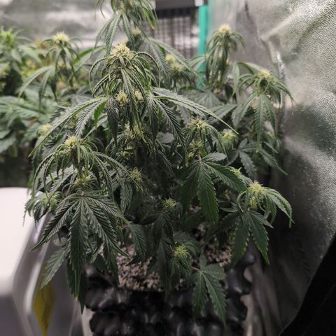 Zelda- Purple Panama Red 17-21%S, (94 days),  287w/60d growlog timeline photo