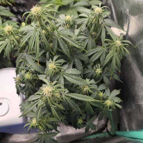 Zelda- Purple Panama Red 17-21%S, (94 days),  287w/60d growlog timeline photo